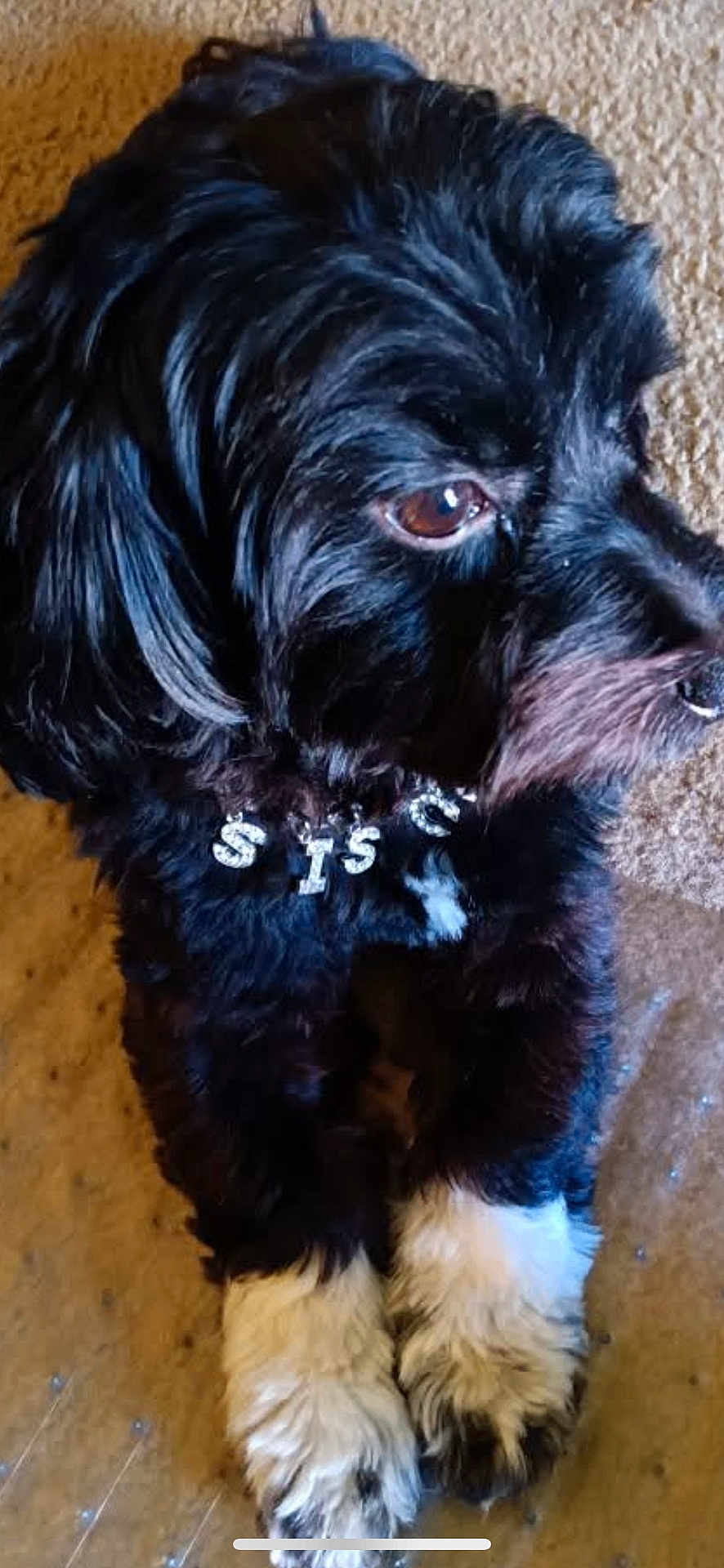 Sisco joined the competition — help win amazing prizes! dog, black_fur, white_paws, brown_eyes, necklace, jewelry, pet, animal, cute, fluffy, lying_down, close_up, indoor, carpet, fur_texture, domestic_animal, companion, relaxed, portrait, canine