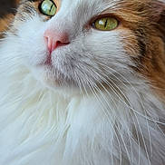 Maya a rejoint le concours — aidez-le/la à gagner de superbes lots ! animal, calm, cat, close_up, cute, domestic_cat, face, feline, fluffy, focused, fur, green_eyes, indoor, mammal, pet, pink_nose, portrait, soft, whisker, whiskers