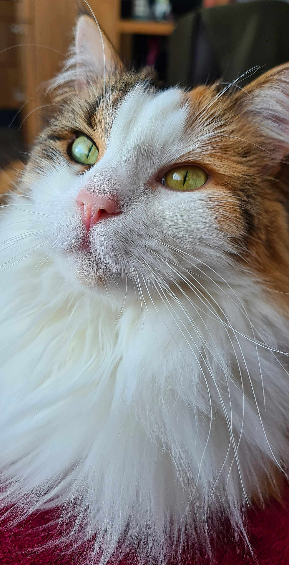 Maya