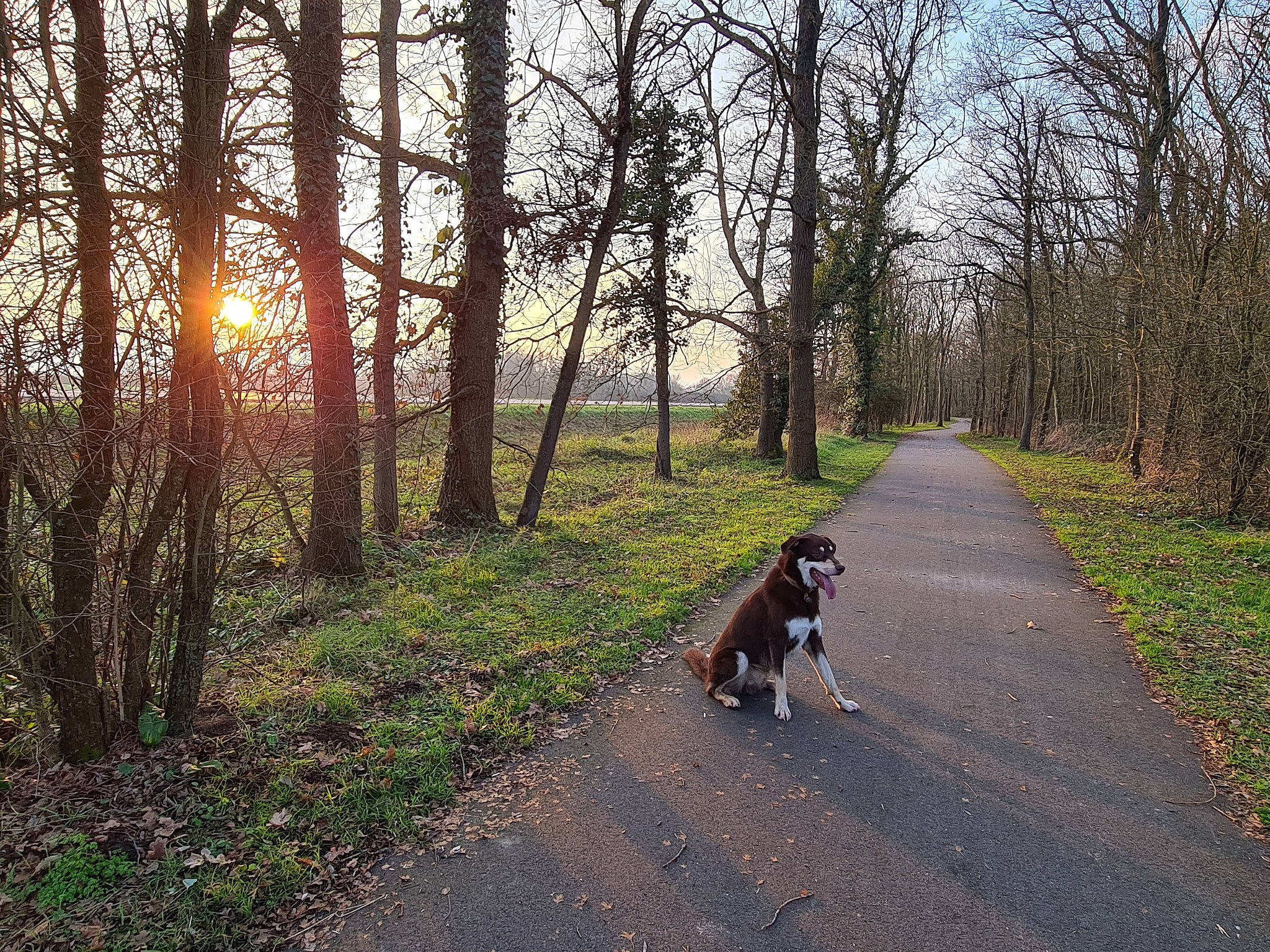 Muff participe au concours pour gagner de l'argent avec cette photo : asphalt, carnivore, companion_dog, deciduous, dog, dog_breed, fawn, grass, landscape, natural_landscape, people_in_nature, plant, road, road_surface, sky, tail, tints_and_shades, tree, trunk, wood