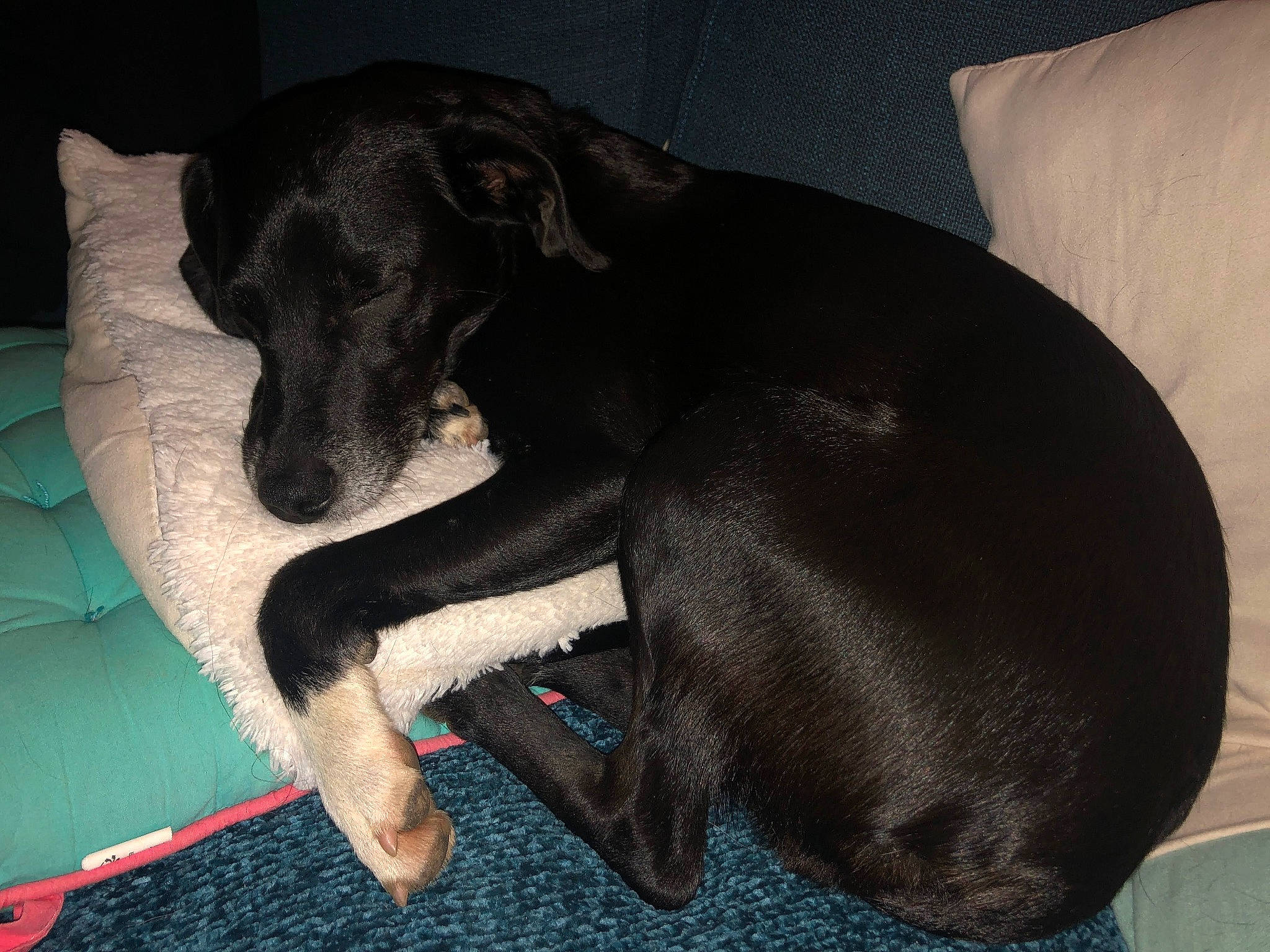 Lola participe au concours pour gagner de l'argent avec cette photo : borador, canidae, carnivore, comfort, companion_dog, dog, dog_breed, dog_supply, fawn, fur, grey, guard_dog, non_sporting_group, paw, pet_supply, snout, sporting_group, tail, terrestrial_animal, working_animal