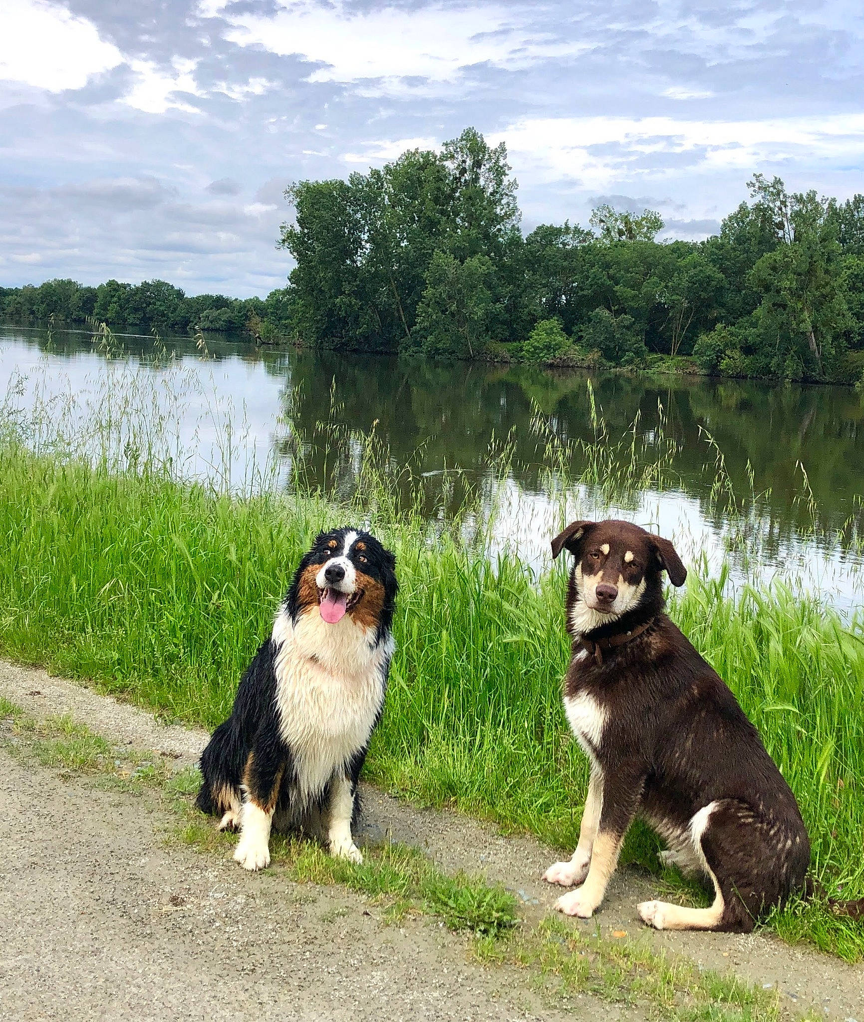 Lyra participe au concours pour gagner de l'argent avec cette photo : bernese_mountain_dog, canidae, carnivore, cloud, companion_dog, dog, dog_breed, grass, herding_dog, lake, landscape, leisure, mammal, natural_landscape, plant, sky, sporting_group, tree, water, working_animal