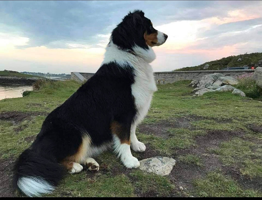 Lyra a rejoint le concours — aidez-le/la à gagner de superbes lots ! canidae, carnivore, cloud, collar, companion_dog, dog, dog_breed, dog_collar, fur, grass, herding_dog, horizon, ocean, plant, sky, sporting_group, tail, water, working_animal, working_dog