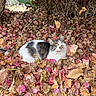 cat, leaves, autumn, outdoor, nature, animal, fall, colorful, curious, fur, playful, brown, pink, white, green, tree, branch, wildlife, pet, resting