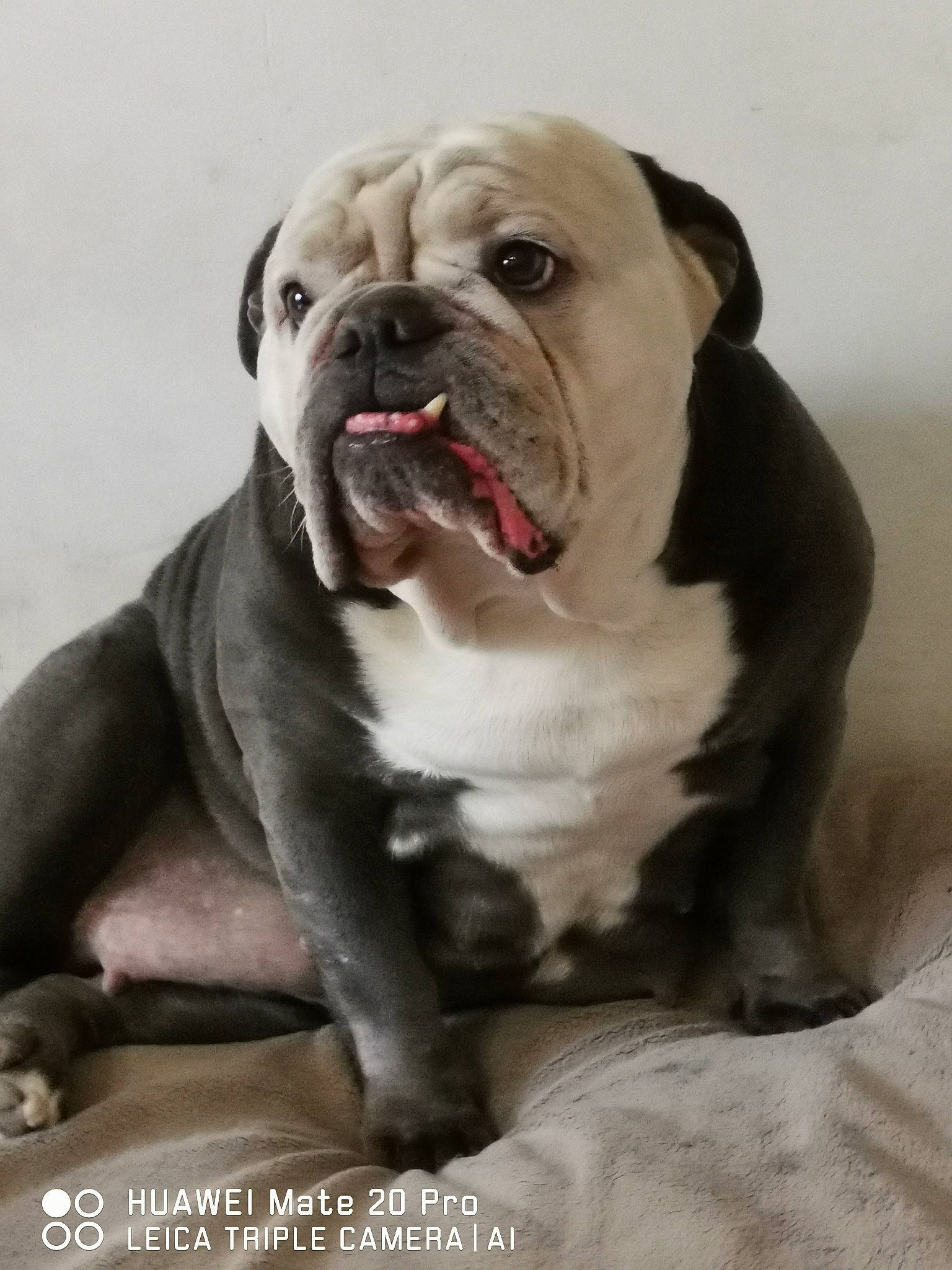 Diams participe au concours pour gagner de l'argent avec cette photo : ancient_dog_breeds, bulldog, canidae, carnivore, collar, companion_dog, dog, dog_breed, dog_collar, dog_supply, fawn, non_sporting_group, snout, sporting_group, terrestrial_animal, whiskers, white_english_bulldog, window, working_dog, wrinkle