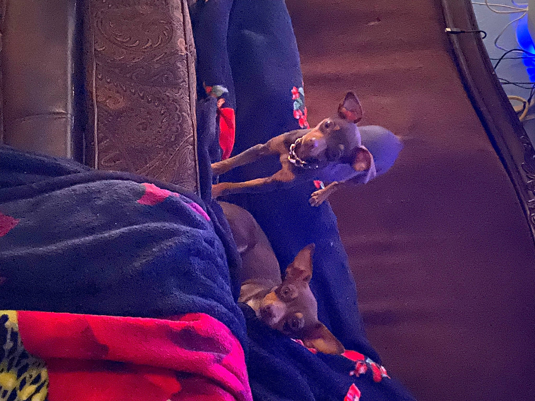 Roady is registered to the contest to win money with this photo: blue, carmine, choreography, electric_blue, entertainment, event, fictional_character, fun, leisure, magenta, night, performance, performance_art, performing_arts, pink, public_event, purple, room, stage