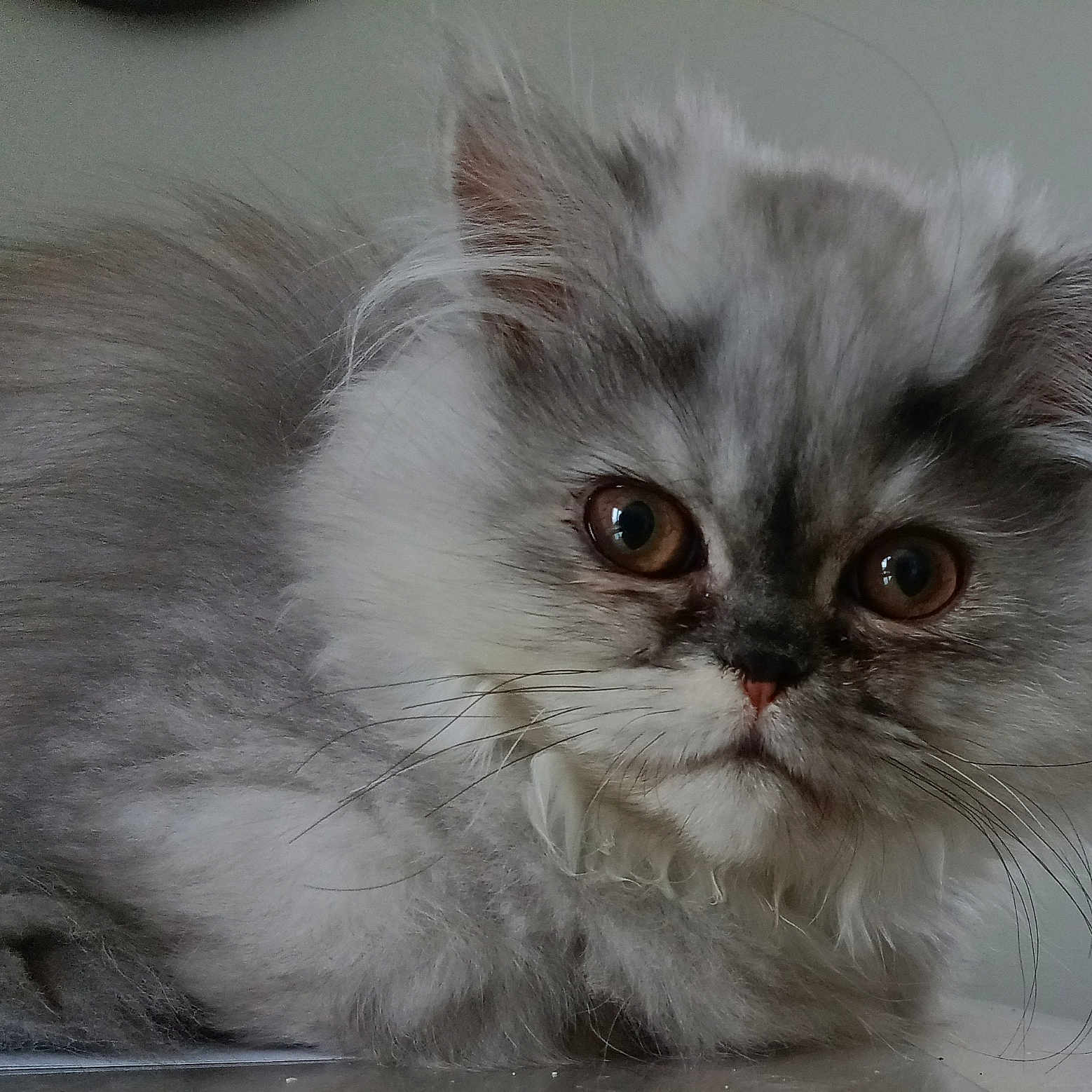 Wendy participe au concours pour gagner de l'argent avec cette photo : angora, animal, cat, kitten, manx, pet, siamese, snout