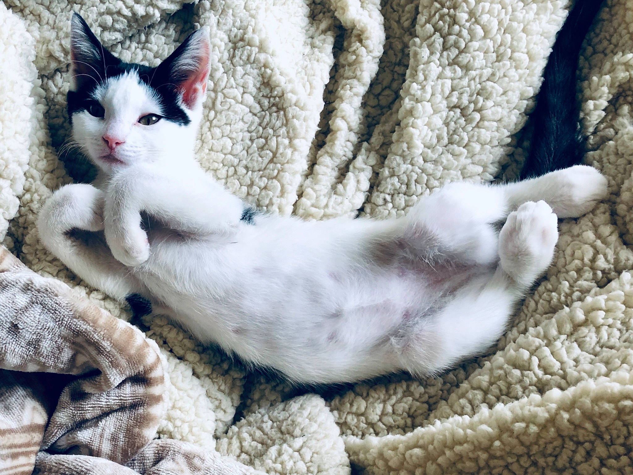 Cleocatra joined the competition — help win amazing prizes! aegean_cat, american_wirehair, asian, carnivore, cat, domestic_short_haired_cat, european_shorthair, felidae, fur, german_rex, kitten, mammal, paw, polydactyl_cat, small_to_medium_sized_cats, tail, turkish_angora, whiskers