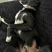 Yoshi participe au concours pour gagner de l'argent avec cette photo : belly_up, black_dog, blanket, canine, collar, companion, dog, domestic_animal, ears, floor_tiles, fur, indoor, lying_down, paw, pet, relaxed, resting, sleeping, snout, white_fur