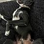 belly_up, black_dog, blanket, canine, collar, companion, dog, domestic_animal, ears, floor_tiles, fur, indoor, lying_down, paw, pet, relaxed, resting, sleeping, snout, white_fur