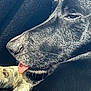 animal, black_dog, canine, close_up, companion, cute, dog, domestic_animal, fur, muzzle, outdoor_light, pet, portrait, relaxed, resting, side_view, sleepy, snout, tongue_out, whiskers