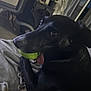 animal, black_dog, canine, close_up, companion, cute, dog, floor, furniture, home, indoor, looking_back, paw, pet, plant, playing, relaxed, resting, tennis_ball, tongue