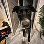 animal, black_dog, blurry, close_up, collar, curious, dog, domestic, door, floor, hallway, house, indoor, mirror, pet, plant, reflection, shoe, tile_floor, white_paws