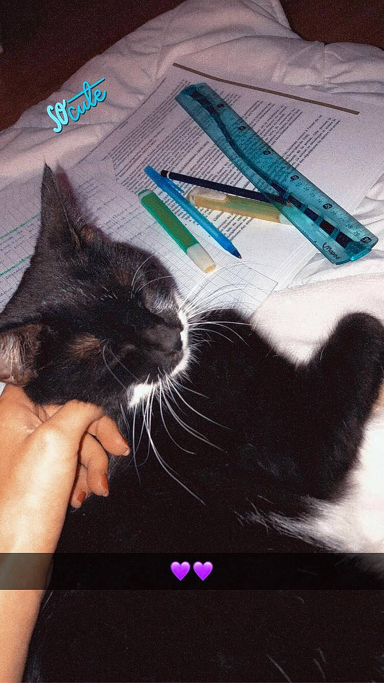 Orca a rejoint le concours — aidez-le/la à gagner de superbes lots ! carnivore, cat, claw, comfort, domestic_short_haired_cat, electric_blue, felidae, foot, fur, gesture, human_leg, lap, mammal, nail, paw, small_to_medium_sized_cats, tail, thumb, vertebrate, whiskers