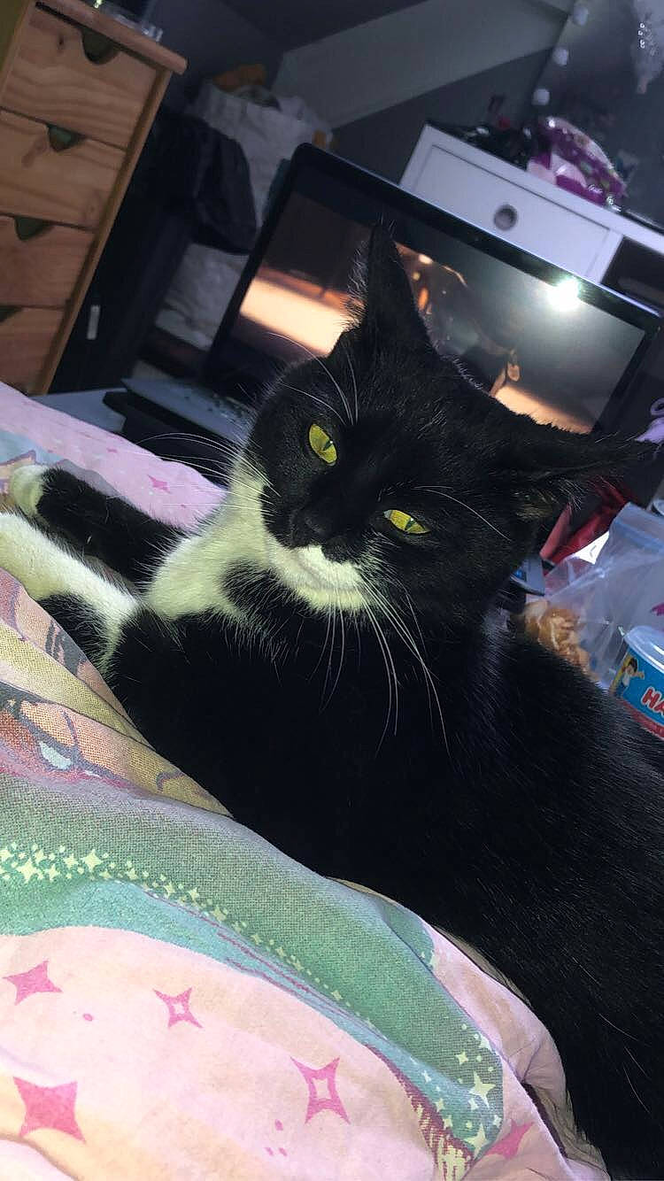 Orca participe au concours pour gagner de l'argent avec cette photo : black_cat, box, carnivore, cat, comfort, computer_keyboard, domestic_short_haired_cat, felidae, fur, gadget, linens, mammal, pattern, printer, room, small_to_medium_sized_cats, snout, tail, vertebrate, whiskers