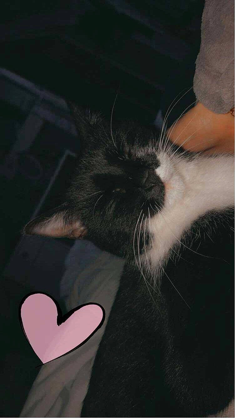 Orca a rejoint le concours — aidez-le/la à gagner de superbes lots ! audio_equipment, black_cat, carnivore, cat, cloud, comfort, domestic_short_haired_cat, felidae, foot, fur, gesture, human_leg, nail, paw, sky, small_to_medium_sized_cats, snout, tail, thigh, whiskers