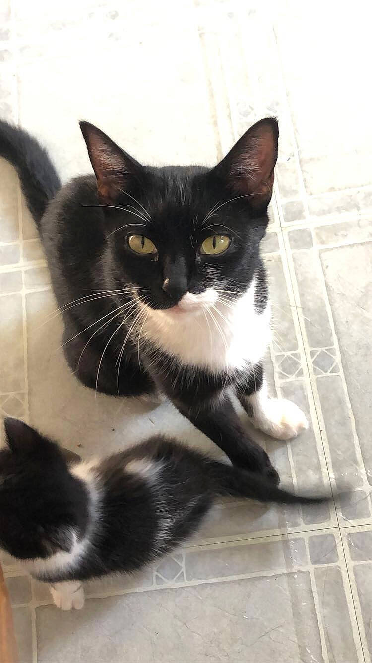 Orca participe au concours pour gagner de l'argent avec cette photo : black_cat, carnivore, cat, claw, domestic_short_haired_cat, felidae, flooring, foot, formal_wear, fur, grey, hardwood, monochrome_photography, paw, small_to_medium_sized_cats, snout, tail, terrestrial_animal, whiskers