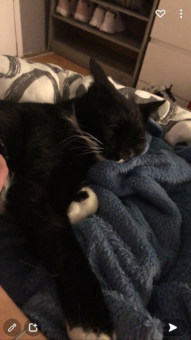 Orca participe au concours pour gagner de l'argent avec cette photo : bed, black, black_cat, bombay, carnivore, cat, claw, cloud, comfort, domestic_short_haired_cat, felidae, fur, gesture, grey, human_leg, linens, room, small_to_medium_sized_cats, tail, whiskers