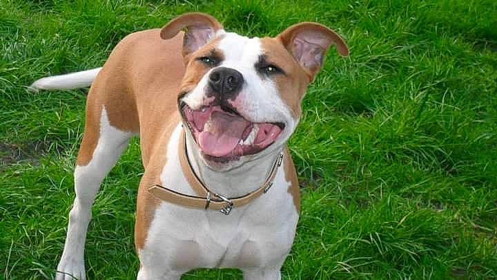 Tyson a rejoint le concours — aidez-le/la à gagner de superbes lots ! canidae, carnivore, collar, companion_dog, dog, dog_breed, dog_collar, dog_supply, fawn, grass, herbaceous_plant, leash, pet_supply, plant, smile, snout, sporting_group, whiskers, working_animal, working_dog