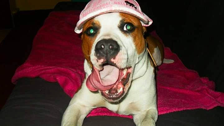 Tyson a rejoint le concours — aidez-le/la à gagner de superbes lots ! canidae, carnivore, collar, comfort, companion_dog, dog, dog_breed, dog_clothes, dog_collar, dog_supply, fawn, fur, non_sporting_group, pet_supply, snout, sporting_group, whiskers, working_animal, working_dog, wrinkle