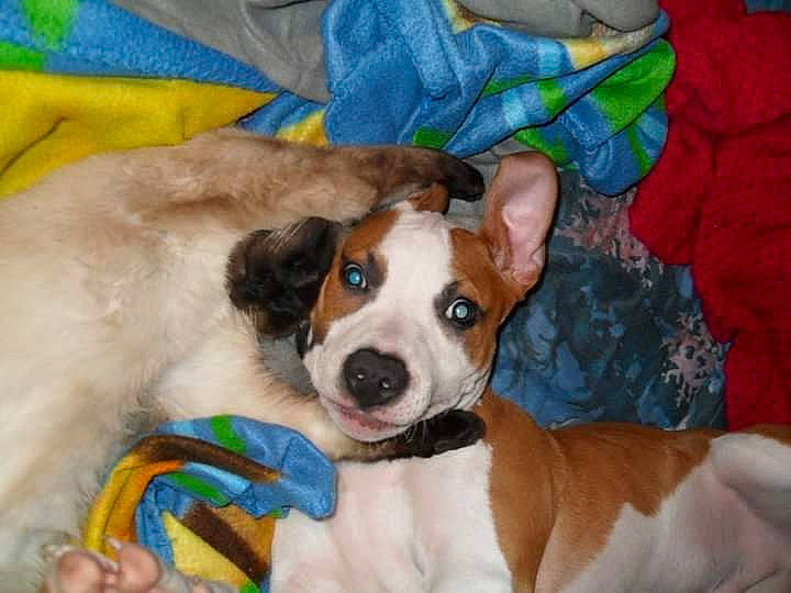 Tyson participe au concours pour gagner de l'argent avec cette photo : ancient_dog_breeds, canidae, carnivore, collar, comfort, companion_dog, dog, dog_breed, dog_collar, dog_supply, fawn, fur, non_sporting_group, snout, sporting_group, terrier, toy_dog, whiskers, working_animal, working_dog