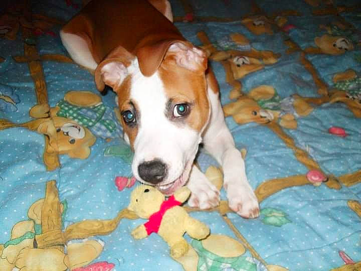 Tyson participe au concours pour gagner de l'argent avec cette photo : canidae, carnivore, comfort, companion_dog, dog, dog_breed, dog_supply, fawn, flooring, hound, hunting_dog, irishjacks, non_sporting_group, paw, pet_supply, puppy, snout, sporting_group, whiskers, working_animal