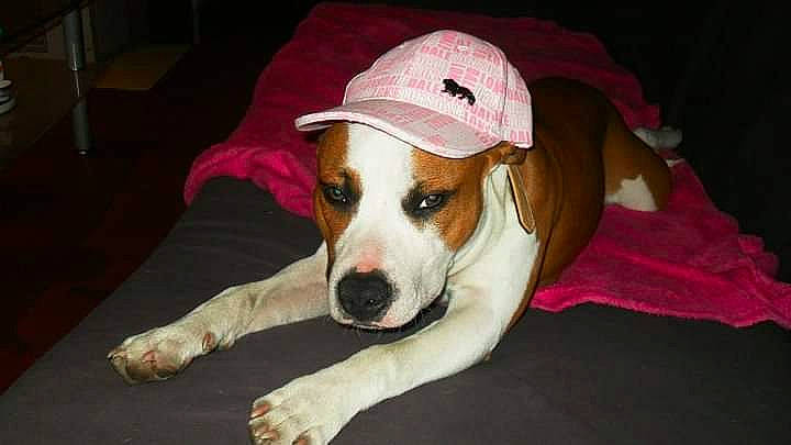 Tyson a rejoint le concours — aidez-le/la à gagner de superbes lots ! canidae, carnivore, companion_dog, dog, dog_breed, dog_clothes, dog_supply, fawn, irishjacks, non_sporting_group, snout, sporting_group, terrier, whiskers, working_animal