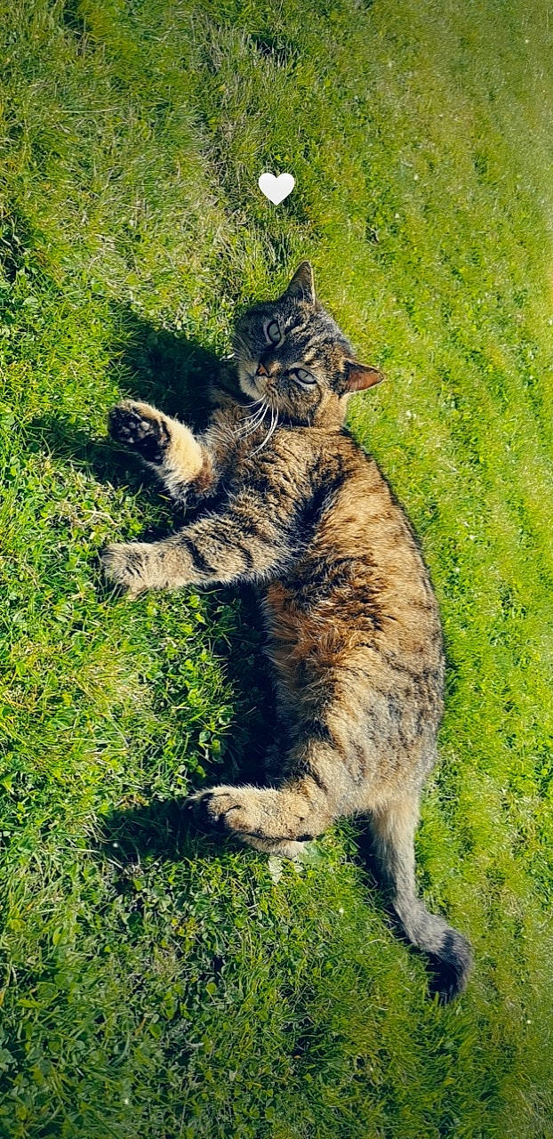 Sheitana participe au concours pour gagner de l'argent avec cette photo : canidae, carnivore, cat, dog_breed, domestic_short_haired_cat, fawn, felidae, fur, grass, groundcover, plant, shadow, small_to_medium_sized_cats, snout, soil, sporting_group, tail, terrestrial_animal, whiskers, wildlife