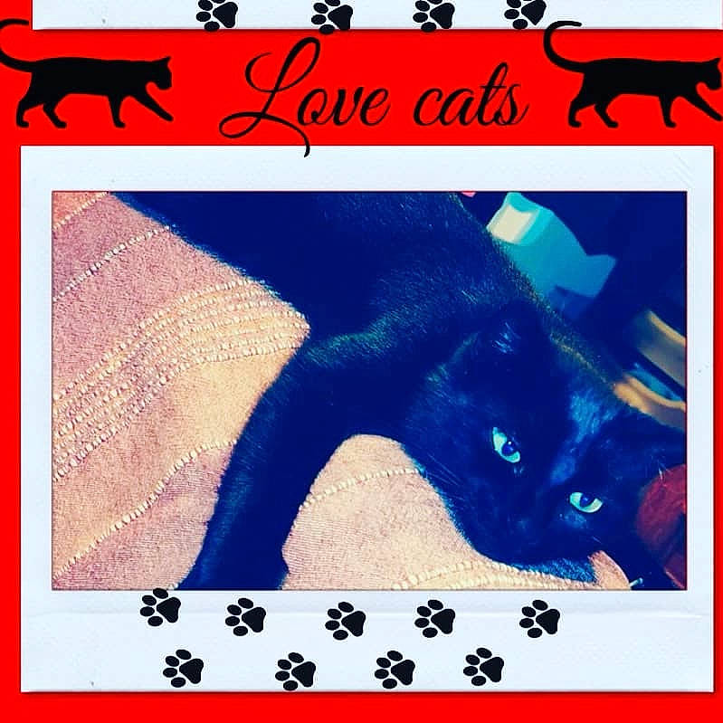 Bisous a rejoint le concours — aidez-le/la à gagner de superbes lots ! black, blue, bombay, carnivore, cat, design, electric_blue, felidae, font, green, mammal, organism, pet_supply, photo_caption, rectangle, small_to_medium_sized_cats, tail, vertebrate, white, yellow