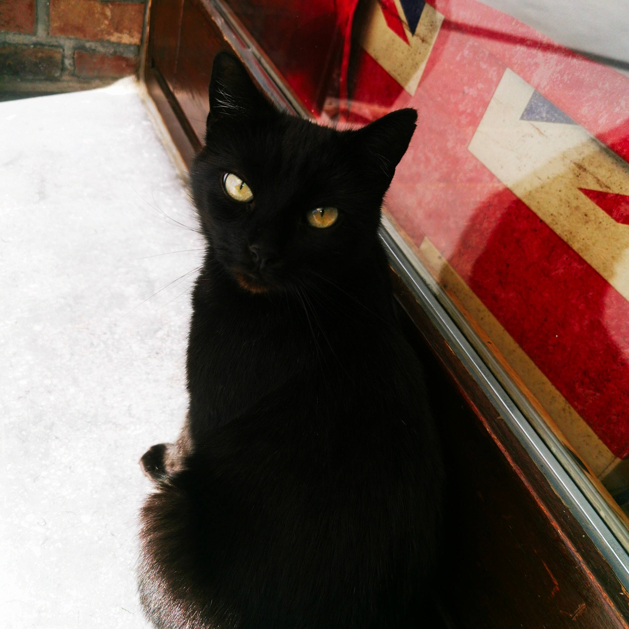 Bisous a rejoint le concours — aidez-le/la à gagner de superbes lots ! black_cat, bombay, carnivore, cat, domestic_short_haired_cat, felidae, fur, havana_brown, mammal, shadow, small_to_medium_sized_cats, snout, tail, terrestrial_animal, vertebrate, whiskers