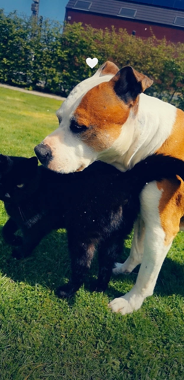 Bisous a rejoint le concours — aidez-le/la à gagner de superbes lots ! canidae, carnivore, collar, companion_dog, dog, dog_breed, fawn, grass, mammal, non_sporting_group, paw, plant, puppy, snout, sporting_group, tail, terrier, vertebrate, working_animal, working_dog