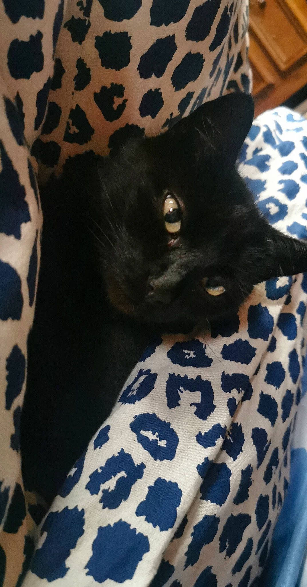 Bisous participe au concours pour gagner de l'argent avec cette photo : black_cat, bombay, carnivore, cat, cat_supply, claw, comfort, dog_breed, domestic_short_haired_cat, electric_blue, eye, felidae, fur, human_leg, linens, pattern, small_to_medium_sized_cats, snout, tail, whiskers