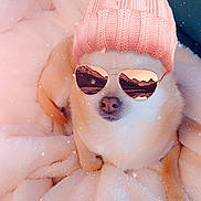 Eden participe au concours pour gagner de l'argent avec cette photo : dog, blanket, pink_hat, pom_pom, sunglasses, reflection, cozy, fluffy, pet, cute, winter, warm, indoor, relaxing, portrait, fashion, accessory, close_up, animal, resting