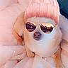 dog, blanket, pink_hat, pom_pom, sunglasses, reflection, cozy, fluffy, pet, cute, winter, warm, indoor, relaxing, portrait, fashion, accessory, close_up, animal, resting