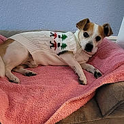 Rocket joined the competition — help win amazing prizes! animal, brown_cushion, christmas_theme, companion, cozy, cute, dog, domestic_animal, fur, indoor, laying_down, looking_at_camera, paw, pet, pink_towel, relaxed, resting, small_dog, sweater, white_sweater