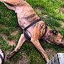Abel joined the competition — help win amazing prizes! brindle, canine, casual, chair, dog, earth, flip_flop, foot, grass, harness, leisure, nature, outdoor, paw, pet, relaxing, resting, side_view, summer, wicker