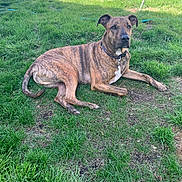 Abel joined the competition — help win amazing prizes! alert, animal, brindle, canine, collar, dog, domestic_animal, ears, four_legs, fur, grass, mammal, nature, outdoor, paw, pet, resting, snout, summer, yard