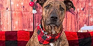 Abel is registered to the contest to win money with this photo: animal, bandana, blanket, bokeh, brindle, christmas_decor, cute, decorations, dog, festive, holiday, indoor, ornaments, pet, plaid, portrait, red_and_black, red_bandana, sitting, wooden_background