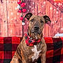 animal, bandana, blanket, bokeh, brindle, christmas_decor, cute, decorations, dog, festive, holiday, indoor, ornaments, pet, plaid, portrait, red_and_black, red_bandana, sitting, wooden_background