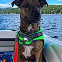 Abel joined the competition — help win amazing prizes! adventure, boat, brindle, canine, clouds, daytime, dog, lake, leash, life_jacket, nature, outdoor, pet, scenic, seated, sky, summer, tag, trees, water