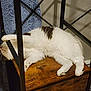 cat, white_cat, indoor, furniture, wooden_shelf, metal_frame, curtain, fan, stretching, relaxed, pet, animal, cozy, resting, paw, fur, domestic_cat, sleeping, home, lazy