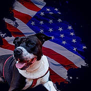 Lou Lou joined the competition — help win amazing prizes! dog, black_and_white, american_flag, patriotic, red_harness, tongue_out, happy, canine, background, stars, stripes, portrait, animal, pet, close_up, smiling, outdoor, fur, ears, friendly