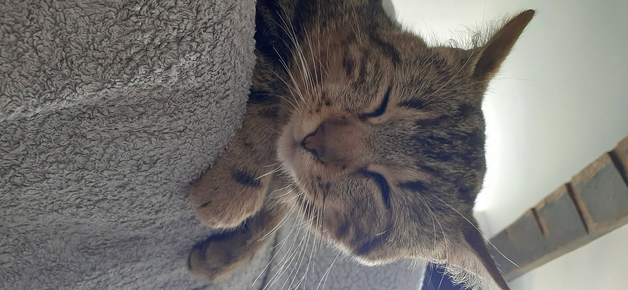 Pignouf a rejoint le concours — aidez-le/la à gagner de superbes lots ! carnivore, cat, claw, close_up, comfort, domestic_short_haired_cat, ear, felidae, fur, grey, nap, paw, sand, sky, sleep, small_to_medium_sized_cats, tail, terrestrial_animal, tree, whiskers