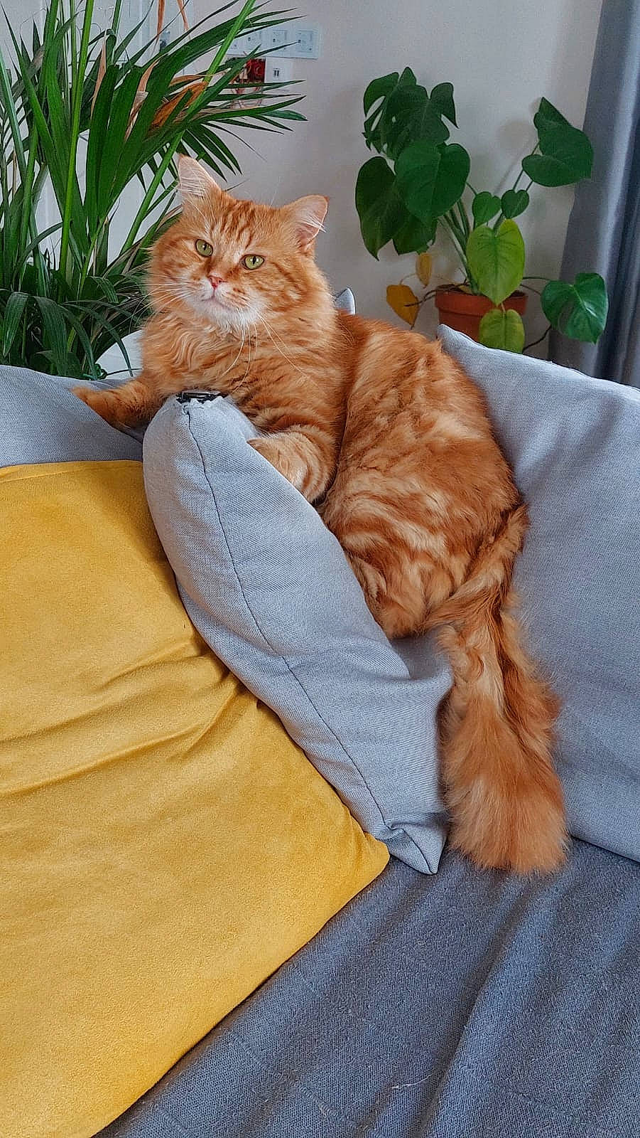 Baloo a rejoint le concours — aidez-le/la à gagner de superbes lots ! carnivore, cat, claw, comfort, companion_dog, domestic_short_haired_cat, fawn, felidae, flowerpot, fur, grass, hardwood, paw, peach, plant, sitting, small_to_medium_sized_cats, tail, whiskers, wood