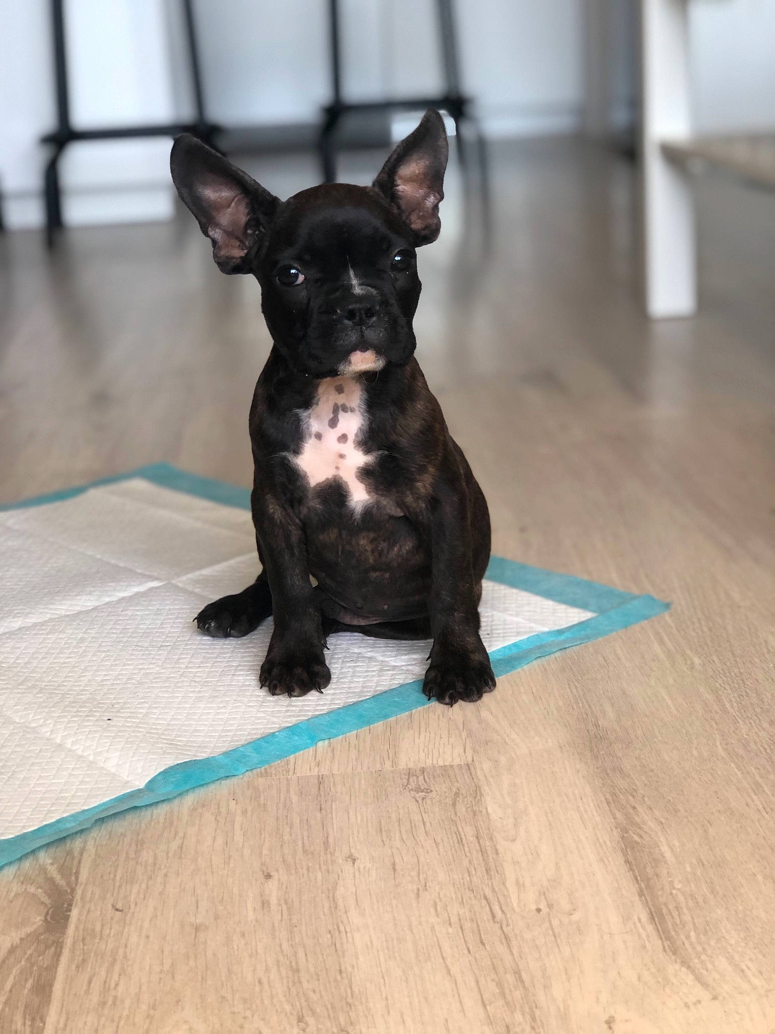 Prince a rejoint le concours — aidez-le/la à gagner de superbes lots ! bulldog, canidae, carnivore, companion_dog, dog, dog_breed, fawn, french_bulldog, mammal, non_sporting_group, puppy, rare_breed_dog, snout, sporting_group, toy_bulldog, vertebrate