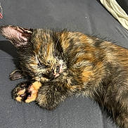 Baïa participe au concours pour gagner de l'argent avec cette photo : adorable, animal, cat, closeup, cozy, cute, domestic_animal, feline, fur, indoor, kitten, paw, pet, relaxation, resting, sleeping, soft, tiny, tortoiseshell, whiskers