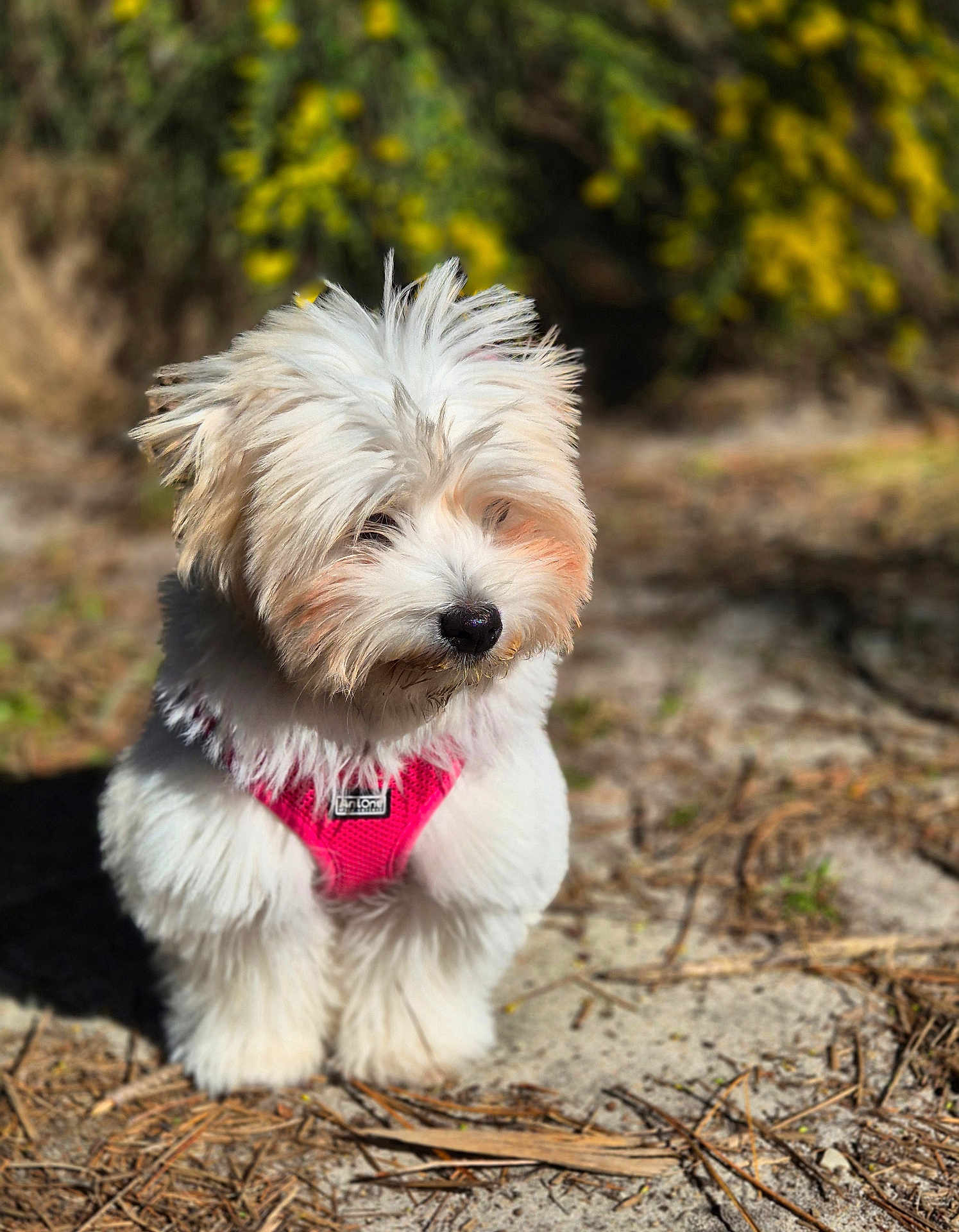 Apple a rejoint le concours — aidez-le/la à gagner de superbes lots ! dog, white_dog, fluffy, pink_harness, outdoor, sand, twigs, sunny, greenery, yellow_flowers, pet, canine, fur, animal, nature, cute, small_dog, portrait, daylight, curious