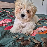 Apple participe au concours pour gagner de l'argent avec cette photo : puppy, dog, bed, fluffy, cute, indoor, pet, animal, white, fur, sleepy, closeup, portrait, laying, cozy, colorful, floral, bedding, young, domestic