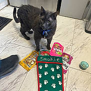 Smokie Bear joined the competition — help win amazing prizes! blue_collar, cat, cat_food, cat_toys, cat_treats, collar_with_tag, curious, domestic_cat, floor_tiles, food_can, gray_cat, gray_fur, holiday_stocking, holiday_theme, indoor, kitchen_floor, pet, pet_accessories, stocking, tile_floor