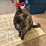 animal, black_cat, blue_collar, carpet, cat, collar, curious, domestic_cat, feline, floor, fur, holiday_decorations, home, indoor, looking_away, pet, sitting, storage_bin, whiskers, yellow_eyes